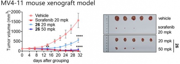 그림=FLT3 돌연변이 보유 암세포를 이식한 마우스 모델에서 대표화합물(26)을 경구투여한 결과 이식된 종양의 부피가 90%이상 감소했다