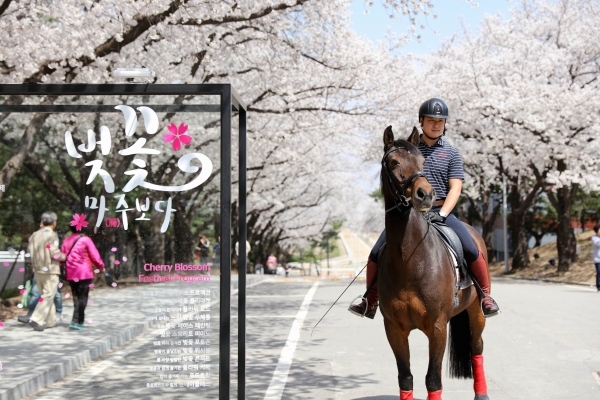 서울경마공원 벚꽃길, 8일부터 열흘 간 개방