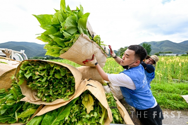 KT&G, 잎담배 농가 수확 봉사활동 진행