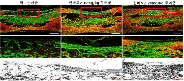 붉은색으로 표시된 척수손상 부위에서 신바로2 투여군의 세포 축삭 성장을 확인할 수 있다