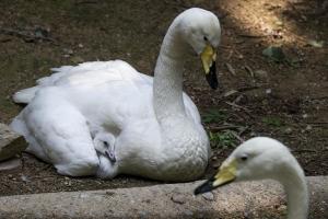 에버랜드 동물원, 천연기념물 '큰고니' 자연부화 성공